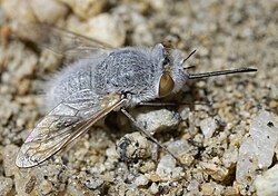 Pantarbes capito sunning in a dry wash in San Bernardino Mountains, California