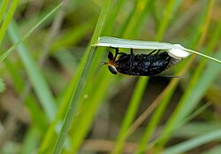 Female horse-fly laying eggs