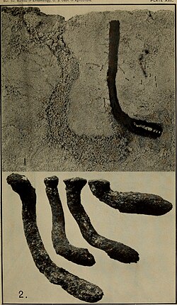 1) Pupa in its burrow in the soil; 2) Casts of pupal cells, showing variation in depth and direction