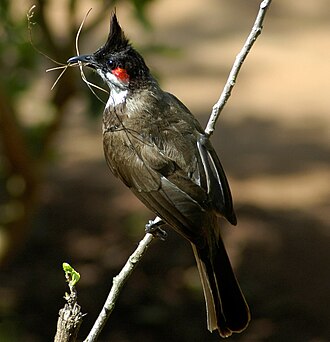 Red-whiskered bulbul