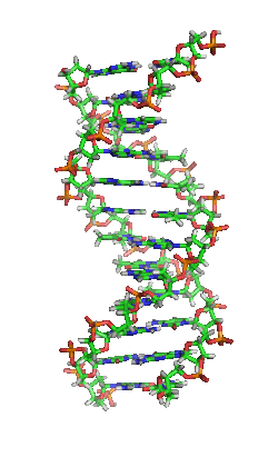 DNA structure (1D65​)[24]