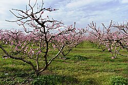 Peach orchard, Northern Greece