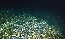 A mussel bed at the edge of the brine pool