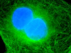 Cell division. All cells can be considered motile for having the ability to divide into two new daughter cells.[1]