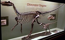 Full skeleton of an early carnivorous dinosaur, displayed in a glass case in a museum