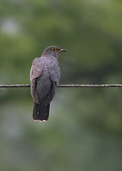 A Eurasian cuckoo (C. c. bakeri) from Pangolakha Wildlife Sanctuary in East Sikkim, India.