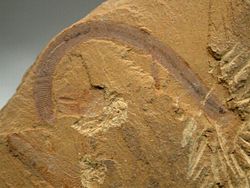 Maotianshania cylindrica, a fossil nematomorph worm, Early Cambrian, Chengjiang Maotianshan Shales
