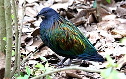 A Nicobar pigeon, the closest living relative of the Rodrigues solitaire and the dodo according to DNA studies
