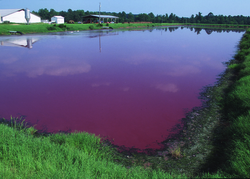 A typical waste lagoon in North Carolina