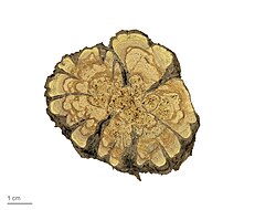 Cross-section of woody stem of Salvia rosmarinus (MHNT)