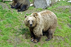 The brown bear is Finland's national animal.[119] It is also the largest carnivore in Finland.