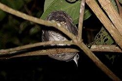 Many of the larger tinamous, like this great tinamou roost in trees at night.
