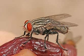 Sarcophaga nodosa, a species of flesh fly, feeding on decaying meat
