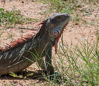 Iguana on the Vereda del Lago
