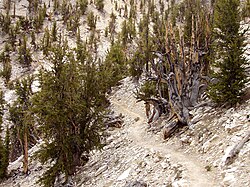 Methuselah is the oldest tree in the world, found in the Ancient Bristlecone Pine Forest of Inyo National Forest.