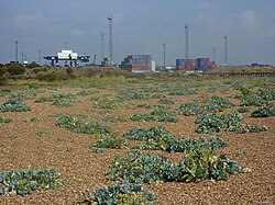 Shingle beach with sea kale, Landguard Fort, Suffolk