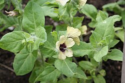 Many species of henbane require vernalization before flowering.