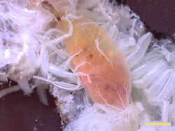 The tracheal system branches into progressively smaller tubes, here supplying the crop of the cockroach. Scale bar, 2.0 mm.