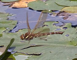 Brown hawker, Aeshna grandis in flight: The hindwings are about 90° out of phase with the forewings at this instant, suggesting fast flight.