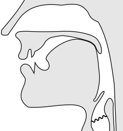 Sagittal section of a voiced velar nasal