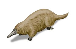Reconstruction of ancient platypus relative Steropodon