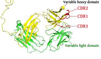 The complementarity determining regions of the heavy chain are shown in red (PDB: 1IGT​)