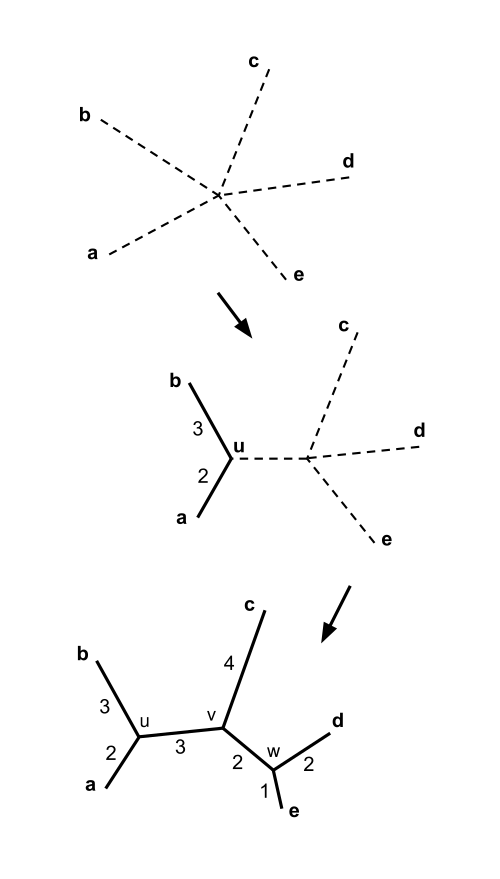 Neighbor joining with 5 taxa. In this case 2 neighbor joining steps give a tree with fully resolved topology. The branches of the resulting tree are labeled with their lengths.