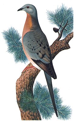 The passenger pigeon, one of the hundreds of species of extinct birds, was hunted to extinction over the course of a few decades.