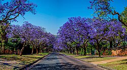 Jacaranda Trees which line the streets of Pretoria