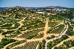 Vineyards in the Judaean Mountains near Jerusalem