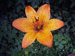 Lilium bulbiferum displays hexamerism with repeated parts arranged around the axis of the flower.