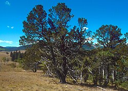 Limber Pine (Pinus flexilis) E.James, USDA