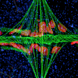 The tube-like heart (green) of the mosquito Anopheles gambiae extends horizontally across the body, interlinked with the diamond-shaped wing muscles (also green) and surrounded by pericardial cells (red). Blue depicts cell nuclei.