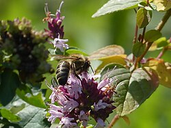 Western honey bee pollinating a flower