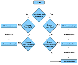 Flowchart to determine if a species is autotroph, heterotroph, or a subtype