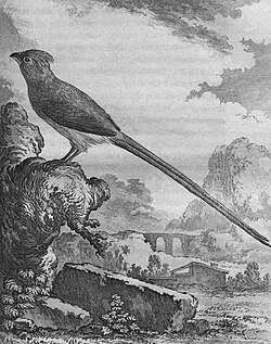 Blue-naped mousebird