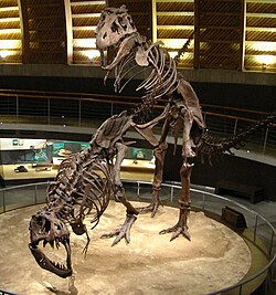 Skeleton casts mounted in a mating position, Jurassic Museum of Asturias