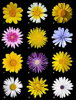 Flowers in the Asteracea family
