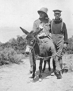 Lt. Richard Alexander "Dick" Henderson using a donkey to carry a wounded soldier at the Battle of Gallipoli