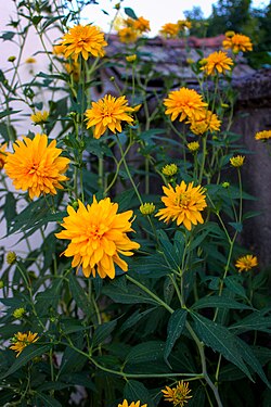 Rudbeckia sp.