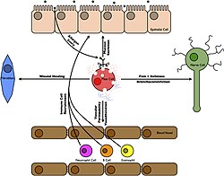 Tissues affected in allergic inflammation