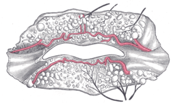 Illustration of lips from Gray's Anatomy showing the inferior and superior labial arteries, the glands of the lips, and the nerves of the right side seen from the posterior surface after removal of the mucous membrane