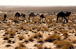 Semi-desert in Mauritania