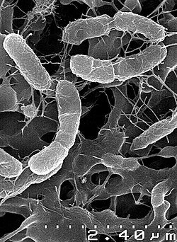 Venenivibrio stagnispumantis gains energy by oxidizing hydrogen gas.