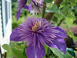 Clematis 'Multi Blue'