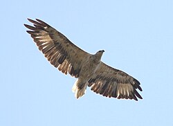 Young white-bellied sea eagle (Haliaeetus leucogaster) in flight, showing moult waves in wings