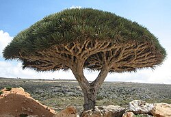The dragon blood tree is considered a remnant of the Mio-Pliocene Laurasian subtropical forests that are now almost extinct in North Africa.[103]