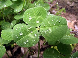 Trifolium repens