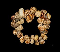 Shell adornement of Cro-Magnon - Collection Louis Lartet - Muséum de Toulouse