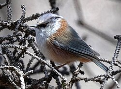 Crested tit-warbler (Leptopoecile elegans) in China